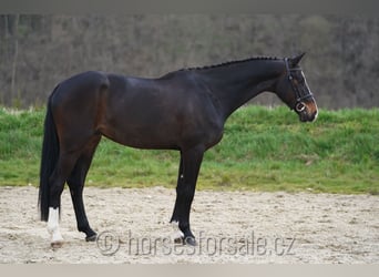 Czeski koń gorącokrwisty, Wałach, 4 lat, 170 cm, Skarogniada