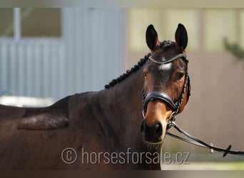Czeski koń gorącokrwisty, Wałach, 5 lat, 165 cm, Gniada