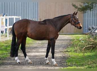 Czeski koń gorącokrwisty, Wałach, 5 lat, 165 cm, Gniada