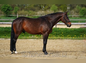 Czeski koń gorącokrwisty, Wałach, 5 lat, 172 cm, Gniada