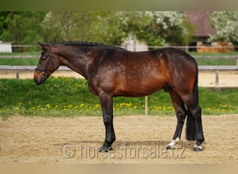 Czeski koń gorącokrwisty, Wałach, 5 lat, 172 cm, Gniada