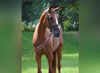 Czeski koń gorącokrwisty, Wałach, 5 lat, 174 cm, Kasztanowata