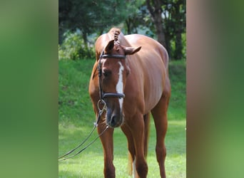 Czeski koń gorącokrwisty, Wałach, 5 lat, 174 cm, Kasztanowata