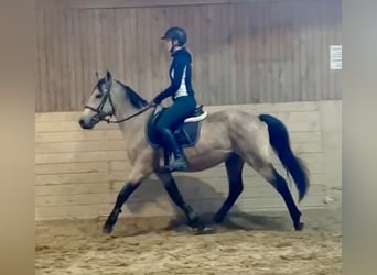Czeski koń gorącokrwisty, Wałach, 6 lat, 153 cm, Bułana