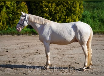 Czeski koń gorącokrwisty, Wałach, 6 lat, 161 cm, Cremello