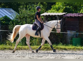 Czeski koń gorącokrwisty, Wałach, 6 lat, 161 cm, Cremello