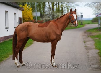 Czeski koń gorącokrwisty, Wałach, 6 lat, 161 cm, Kasztanowata
