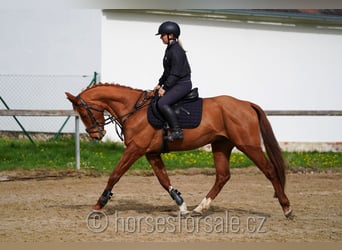 Czeski koń gorącokrwisty, Wałach, 6 lat, 161 cm, Kasztanowata