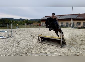 Czeski koń gorącokrwisty, Wałach, 6 lat, 162 cm, Ciemnogniada