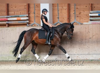 Czeski koń gorącokrwisty, Wałach, 6 lat, 166 cm, Gniada