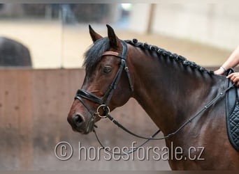 Czeski koń gorącokrwisty, Wałach, 6 lat, 166 cm, Gniada
