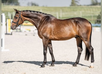 Czeski koń gorącokrwisty, Wałach, 6 lat, 169 cm, Gniada