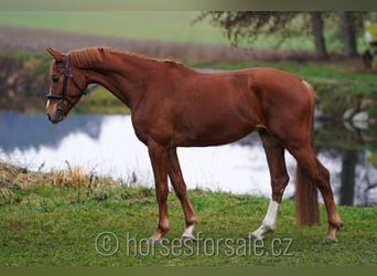 Czeski koń gorącokrwisty, Wałach, 6 lat, 171 cm, Kasztanowata