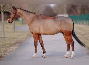 Czeski koń gorącokrwisty, Wałach, 7 lat, 165 cm, Gniada