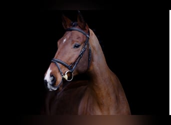 Czeski koń gorącokrwisty, Wałach, 7 lat, 165 cm, Gniada