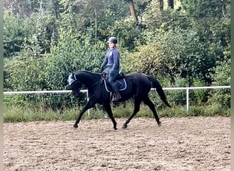 Czeski koń gorącokrwisty, Wałach, 8 lat, 164 cm, Kara