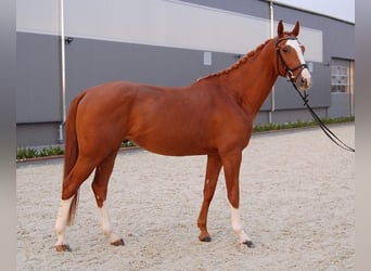 Czeski koń gorącokrwisty, Wałach, 9 lat, 167 cm, Kasztanowata