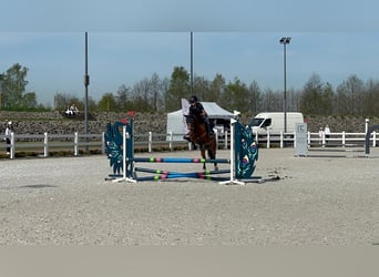 Czeski kuc sportowy, Klacz, 10 lat, 140 cm, Gniada