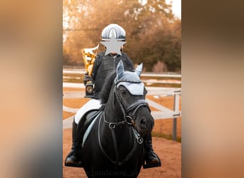 Czeski kuc sportowy, Klacz, 11 lat, 124 cm, Kara