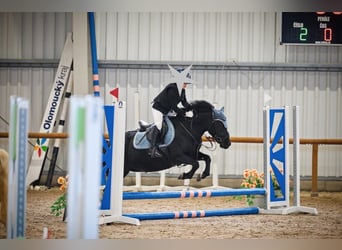 Czeski kuc sportowy, Klacz, 11 lat, 124 cm, Kara