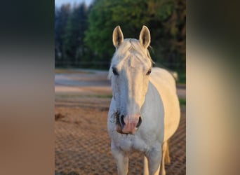 Czeski kuc sportowy Mix, Klacz, 13 lat, 142 cm, Siwa