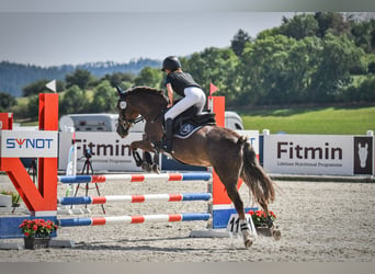 Czeski kuc sportowy, Klacz, 15 lat, 135 cm, Bułana