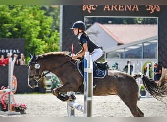 Czeski kuc sportowy, Klacz, 15 lat, 135 cm, Bułana