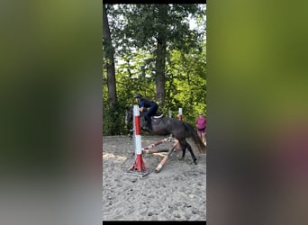 Czeski kuc sportowy, Klacz, 5 lat, 145 cm, Siwa