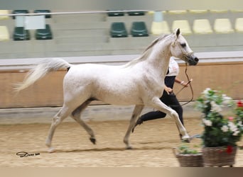 Koń czystej krwi arabskiej, Ogier, 19 lat, 150 cm, Siwa w hreczce