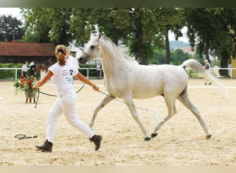Koń czystej krwi arabskiej, Ogier, 19 lat, 150 cm, Siwa w hreczce
