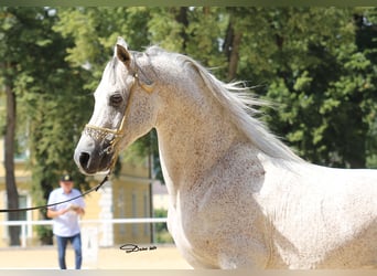 Koń czystej krwi arabskiej, Ogier, 19 lat, 150 cm, Siwa w hreczce