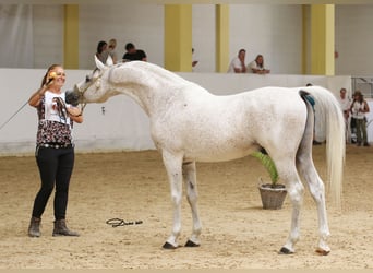 Vollblutaraber, Hengst, 19 Jahre, 150 cm, Fliegenschimmel