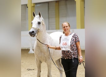 Vollblutaraber, Hengst, 19 Jahre, 150 cm, Fliegenschimmel