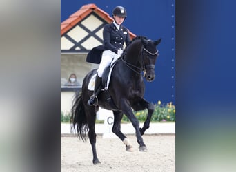 Westphalian, Stallion, 11 years, 17 hh, Black