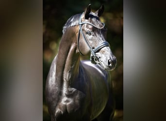 Westphalian, Stallion, 11 years, 17 hh, Black