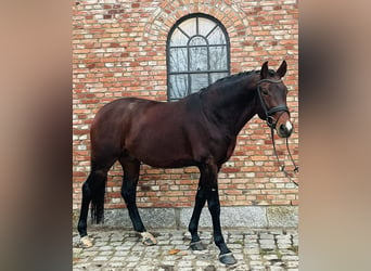 German Sport Horse, Gelding, 6 years, 16.1 hh, Brown, in Westerholz,