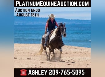 American Quarter Horse, Wallach, 14 Jahre, Tobiano-alle-Farben, in Lodi CA