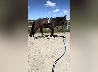 Gelding 4 years