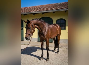 KWPN, Giumenta, 3 Anni, 172 cm, Baio, in Murska Soboda