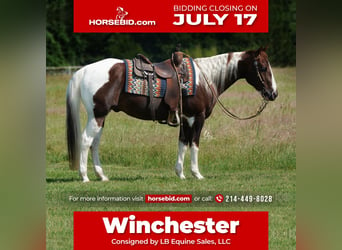 Paint Horse, Hongre, 14 Ans, 145 cm, Alezan brûlé, in Terrell, TX,