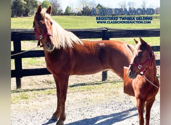 Tennessee Walking Horse, Wallach, 6 Jahre, 152 cm, Rotfuchs, in Dyersburg, TN,