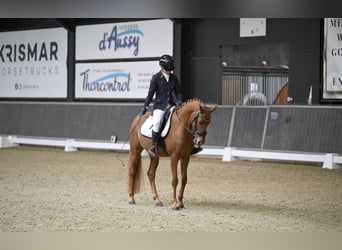 NMPRS, Ruin, 4 Jaar, 144 cm, Vos, in Maldegem