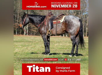 Quarter horse américain Croisé, Hongre, 7 Ans, 152 cm, Roan-Bay, in Rebersburg, PA,