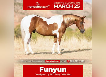 Quarter Pony, Ruin, 10 Jaar, 142 cm, Gevlekt-paard, in Canyon,
