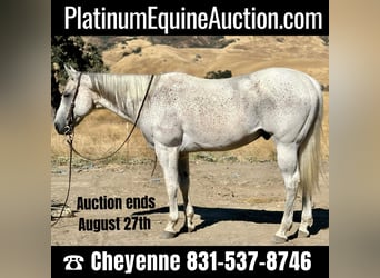 Quarter horse américain, Hongre, 14 Ans, 157 cm, Gris, in Bitterwater, CA,