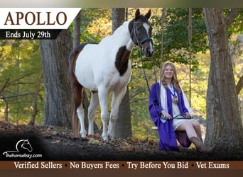 Apollo