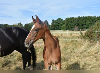 Hengst 