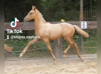 Pools warmbloed, Merrie, veulen (04/2024), 168 cm, Palomino, in Gronków,