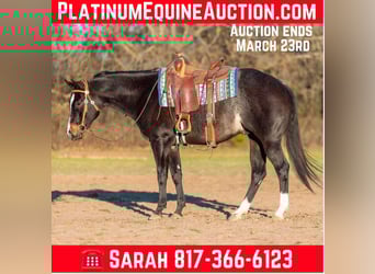 Quarter horse américain, Hongre, 4 Ans, 157 cm, Roan-Bay, in Weatherford TX