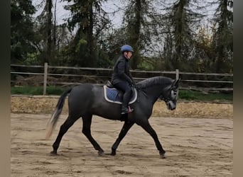 Connemara, Wallach, 5 Jahre, 153 cm, Rappschimmel, in Biel-Benken